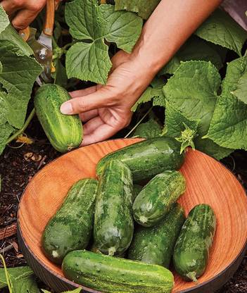 VibeX ® RXI-256 Supremo Pickling Cucumber Seeds Seed