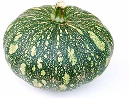 CYBEXIS LX-13 - Punjab Variety Kaddu Pumpkin - (900 Seeds) Seed