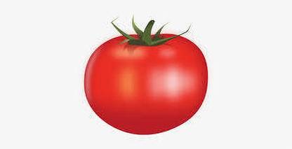 XOLDAA hybrid f1 quality tomato seeds Seed