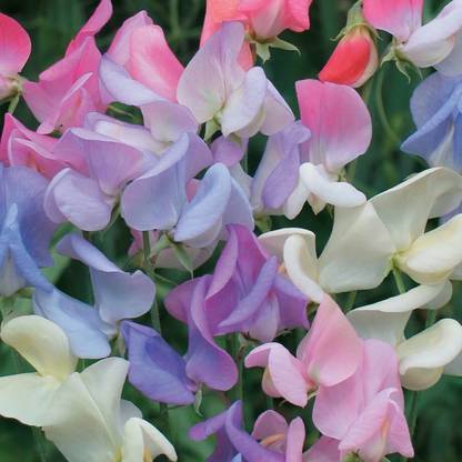LASMA Elegant Ladies Sweet Pea Seed