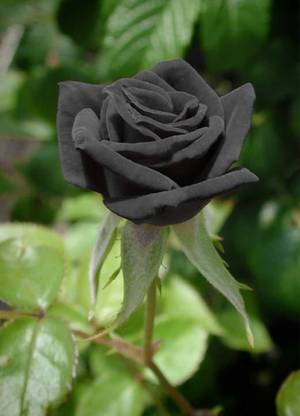 WILLVINE Black rose halfeti A-2 Seed