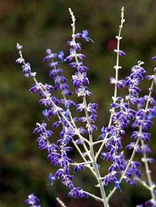 CYBEXIS LX-13 - Russian Sage Herb - (1350 Seeds) Seed