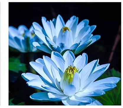 VibeX XLL-86 - Water Lily Lotus - (90 Seeds) Seed