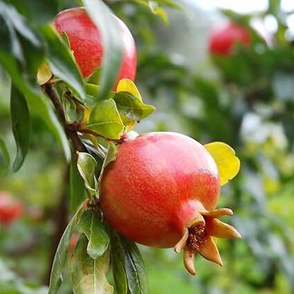 jkfarm Anar, Pomegranate, Dalim Seed