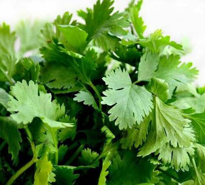 ZIXA Coriander Cilantro (Coriandrum sativum) Seed