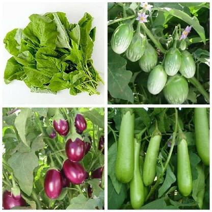 R-DRoz Brinjal Green Small, Brinjal Chuchu Purple, Sarso Mustard & Brinjal Green Long Seed
