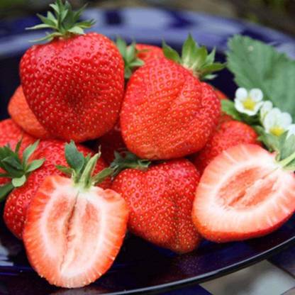 CYBEXIS Hardy Gaurenteed Germination Strawberry Seeds-50 Seeds Seed