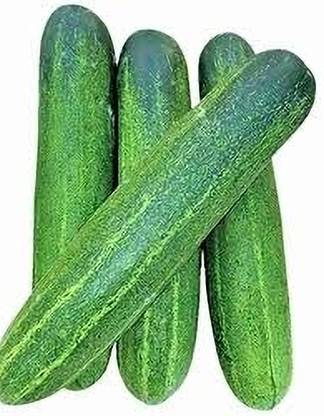 Aloka cucumber seeds, hybrid cucumber seeds Seed