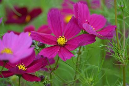 CYBEXIS Cosmos - BIPINNATUS - Dazzler Seed
