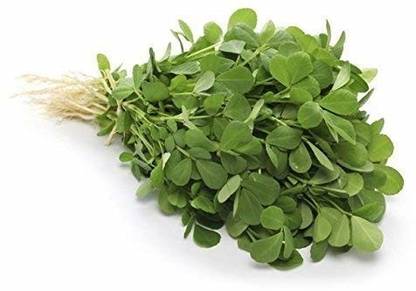 KNESSiN Green Methi Desi Kasturi-{4000 Seeds} Seed