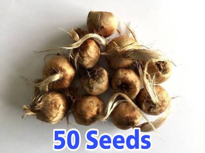 Merabajar Kaser Seeds, Saffron Seed, Kaser Bulb, Kaser ke beej, Saffron Seeds, Kaser Seeds Seed