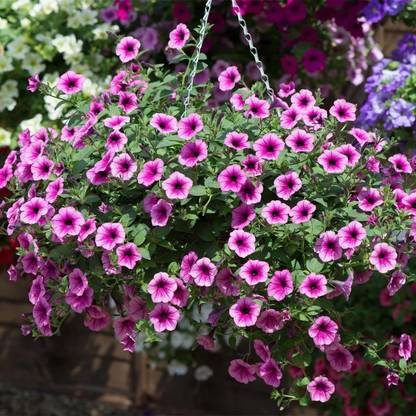 WHADE Surfinia Petunia Flower Seed