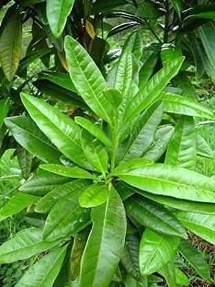 WILLVINE Allspice Pimento Seed