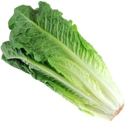 BDSresolve Romaine lettuce seeds for home garden Seed