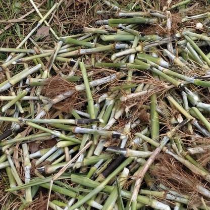BDSresolve Napier grass for planting/super napier grass stick for planting Seed