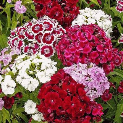 Lorvox Sweet William Multicolor Flower Seeds Winter Season Suitable For Gardeni ng Seed