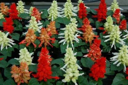 Mozette Exotic salvia mix Seed