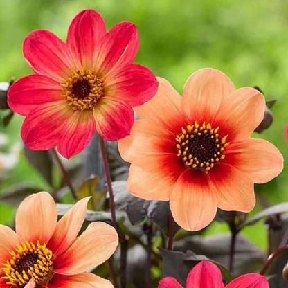 Biosnyg Dahlia coccinea [50 Seeds] Seed