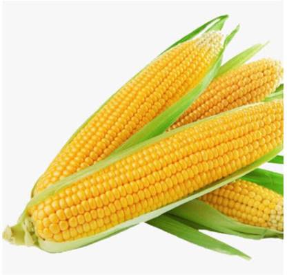 greenfarm NXC- Yellow Sweet Corn Seeds/ Best Quality , 120 X Seeds , dsa152 Seed