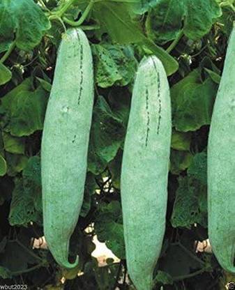VibeX PUAS-9 - Italian Climbing Zucchini Snake Squash Gourd - (100 Seeds) Seed
