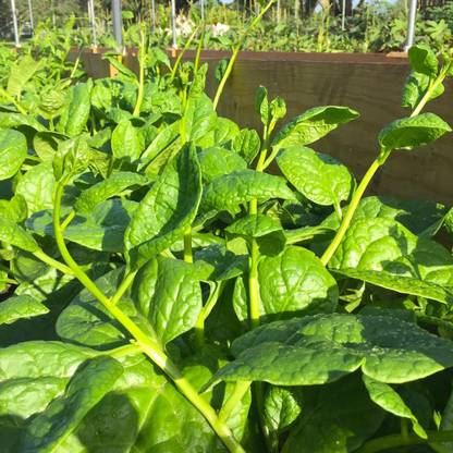 VibeX KGF -54 - Vining Green Ceylon Malabar Spinach - (250 Seeds) Seed