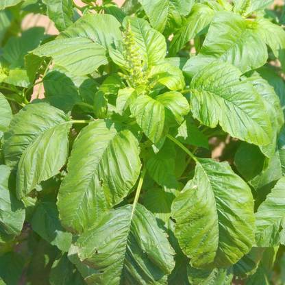 CHEMBARUTHI Thandu keerai, Big leaf green amaranthus Seed