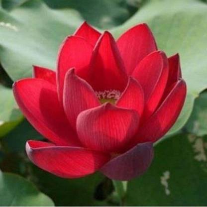 CRGO LOTUS , KAMAL Seed