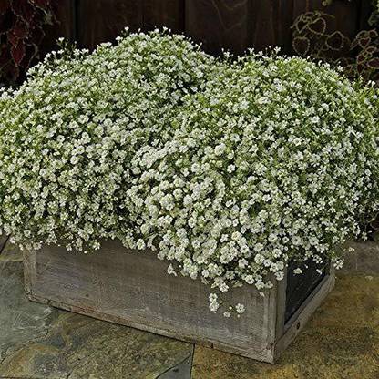 CYBEXIS Gypsophila Gypsy Compact White Flower Seeds Seed