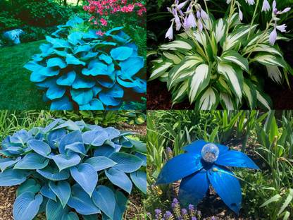 NooElec Seeds India 50+ SEEDS- Hosta Mix Flower Seeds For Planting- Grow Year Round. Seed