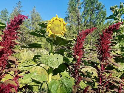 VibeX XL-46 - Mongolian Giant Sunflower - (150 Seeds) Seed