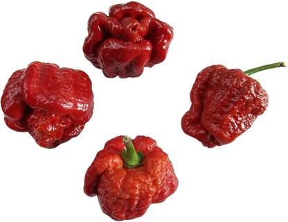 CYBEXIS Moruga Scorpion UV Chilli Pepper Seeds600 Seeds Seed