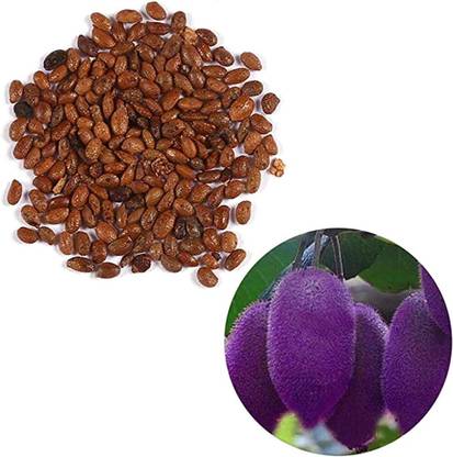 KNESSiN Seeds (Kiwifruit/Hardy Kiwi/Purple Heart Kiwis) Seed