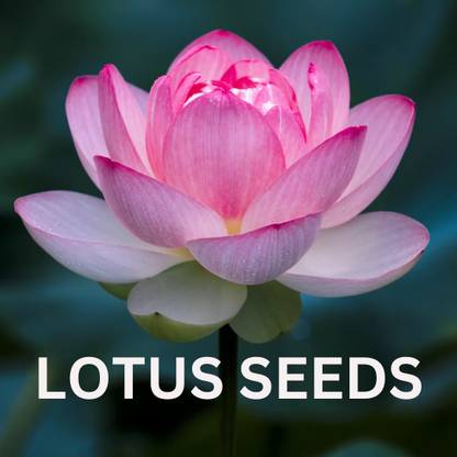 Nio Lotus Seeds, Natural Lotus seeds Seed