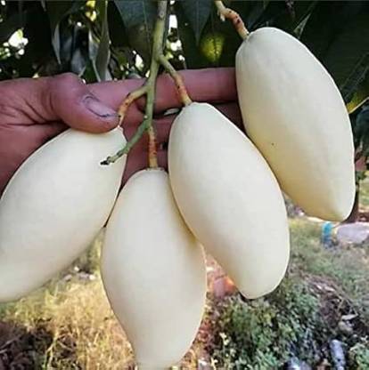 ibains White mango seeds Seed