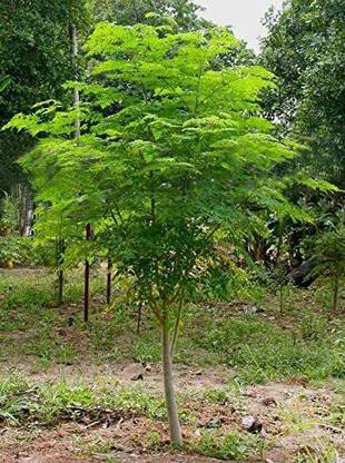VibeX LXI-5 - Fresh Moringa Oleifera Tree - (450 Seeds) Seed
