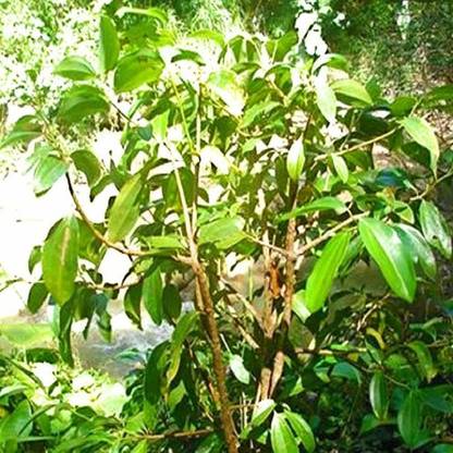VibeX ® VMR-57 Rare Allspice Sarvasugandhi Seed