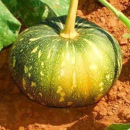 CRGO DIOART-ART-™Pumpkin Kaddu Vegetables Seeds F1 Hybrid-100 SEEDS-PS966 Seed