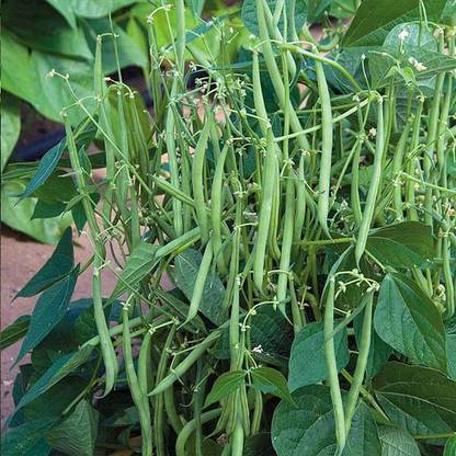 Arshiayat Beans Seed
