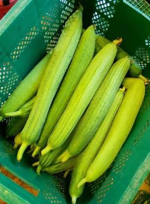 UGRA Vietnamese luffa, vegetable seeds Seed
