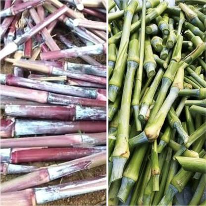 NATURE FARM COMBO PACK OF AUSTRALIAN RED NAPIER AND HYBRID SUPER NAPIER EACH 10 STICKS SEEDS Seed