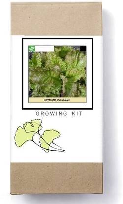 Biosnyg Lettuce Prizehead-[1000 Seeds] Seed