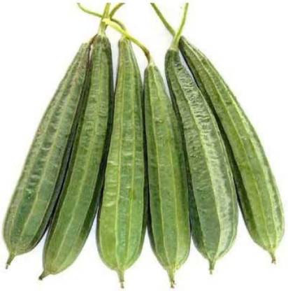 VibeX XLR-6 - Luffa Acutangula Angled Ridge Gourd Turai - (100 Seeds) Seed