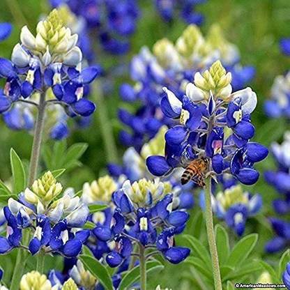 VibeX NBIR-76 - Native Texas Bluebonnet Sage - (150 Seeds) Seed