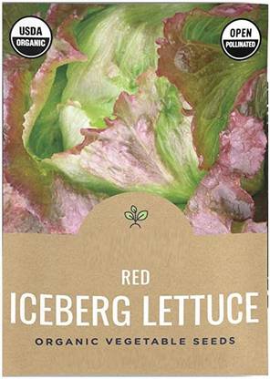 VibeX LXI-22 - Red Iceberg Lettuce - (150 Seeds) Seed