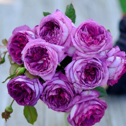 VibeX Rose “Thierry Marx” Rose Seed