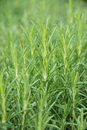 VibeX TLX-58 - Rosemary - Non-GMO - (750 Seeds) Seed