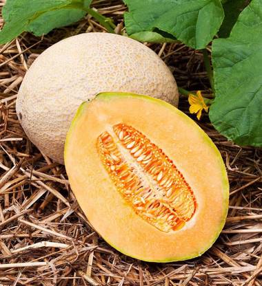 VibeX XLL-52 - Jumbo Cantaloupe/Muskmelon Melon - (150 Seeds) Seed