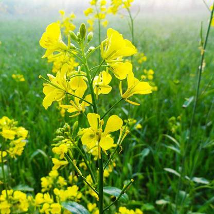 VibeX NDIR-68 - Trifecta Power Blend Mustard - (250 Seeds) Seed