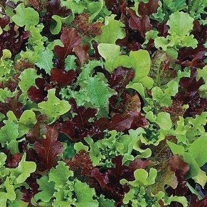 VibeX ® VMR-553 Micro Mini Greens Lettuce Seeds Seed