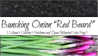 WILLVINE HUA -I Scallion “Red Beard” Bunching Onion Resilient Green [10g] Seed
